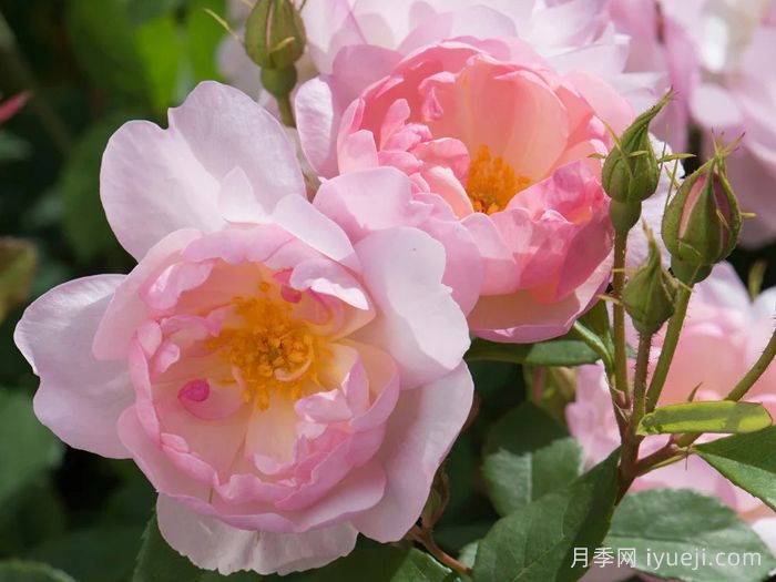 斯卡堡集市月季/斯卡布罗集市月季Scarborough Fair(图1)