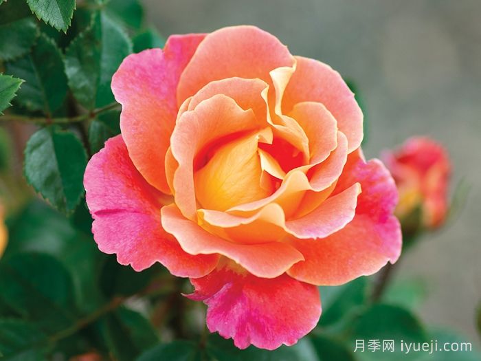 水果花瓣月季/果汁佳人Fruity Petals(图1)