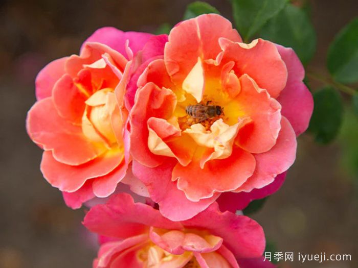 水果花瓣月季/果汁佳人Fruity Petals(图2)