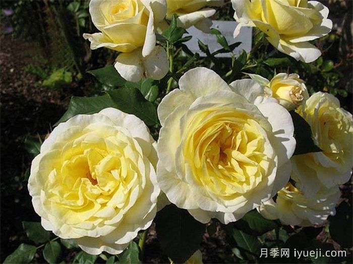 斯德哥尔摩月季Stockholm(图1)