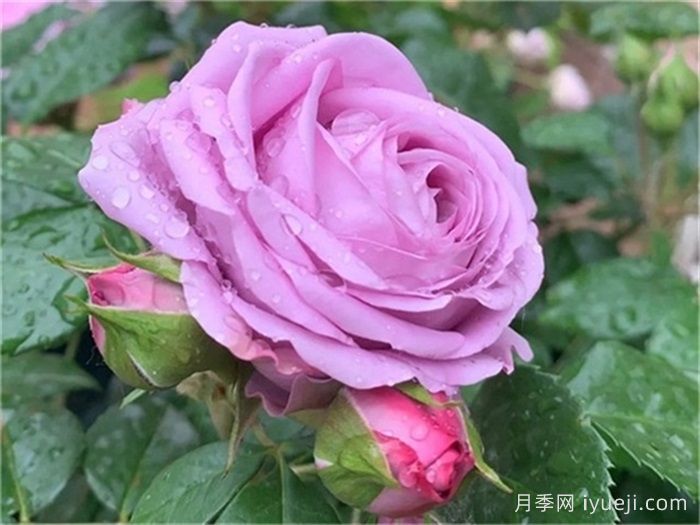 水星王阳台月季Mercury King Terrazza(图1)