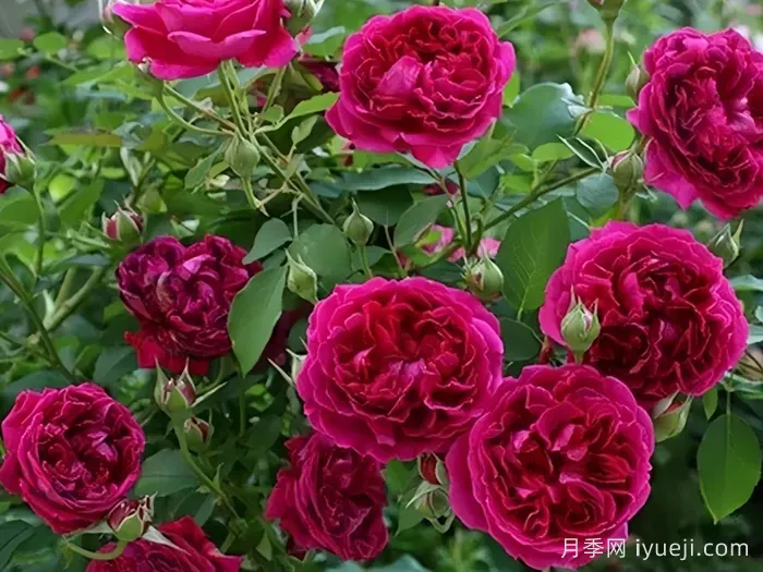 双人芭蕾月季Pas de deux(图2)