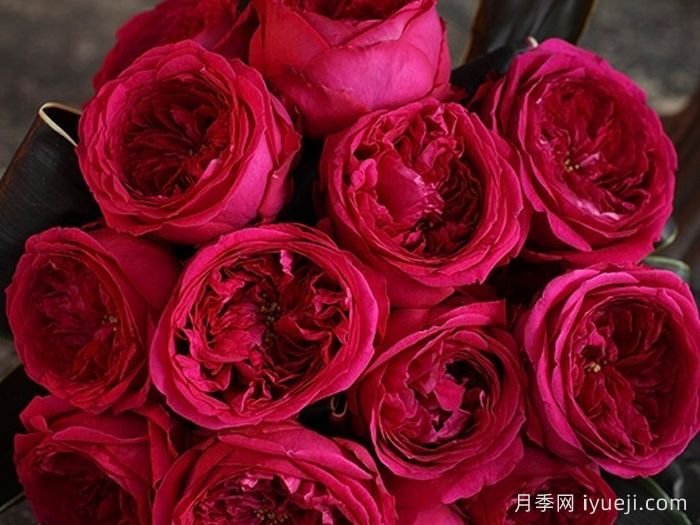 双人芭蕾月季Pas de deux(图3)