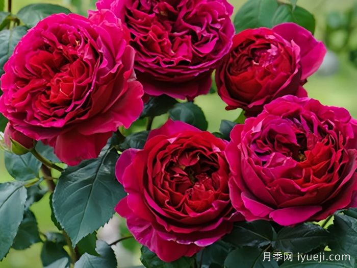 双人芭蕾月季Pas de deux(图1)