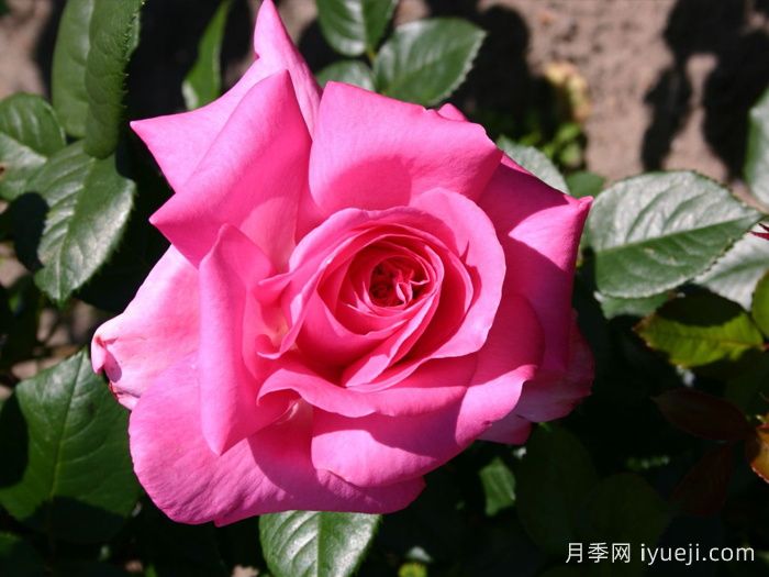 淑女月季/爱奥尼亚Lady Like(图2)