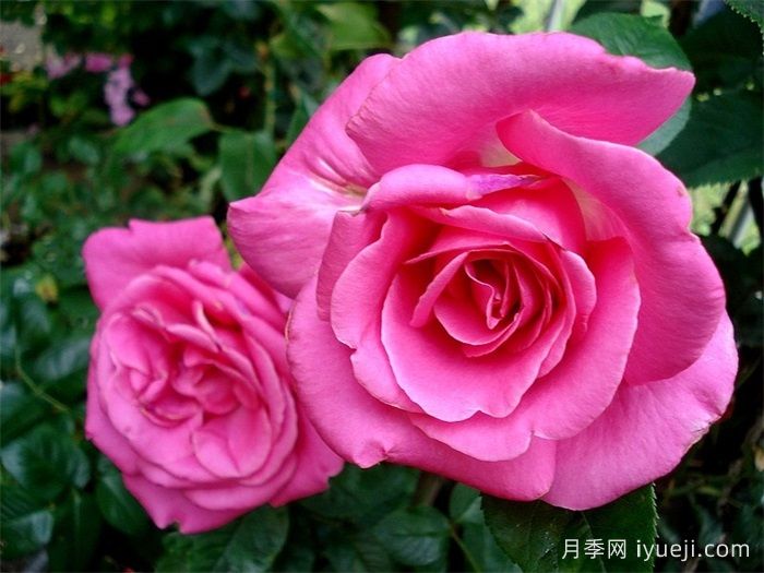 淑女月季/爱奥尼亚Lady Like(图3)