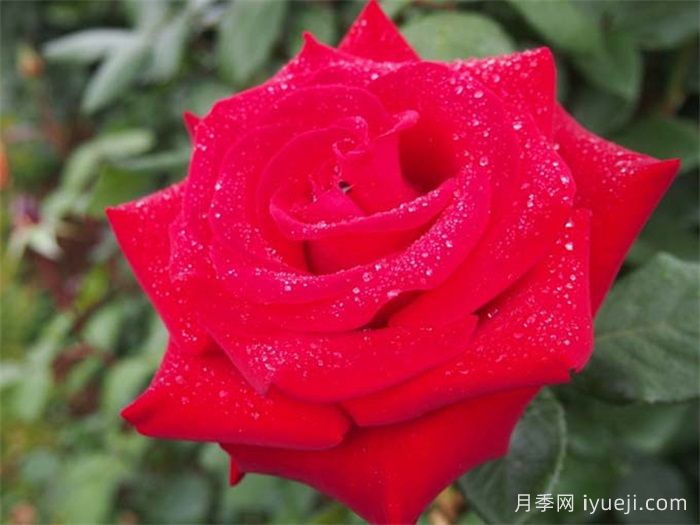 世纪日落月季Century Sunset(图2)