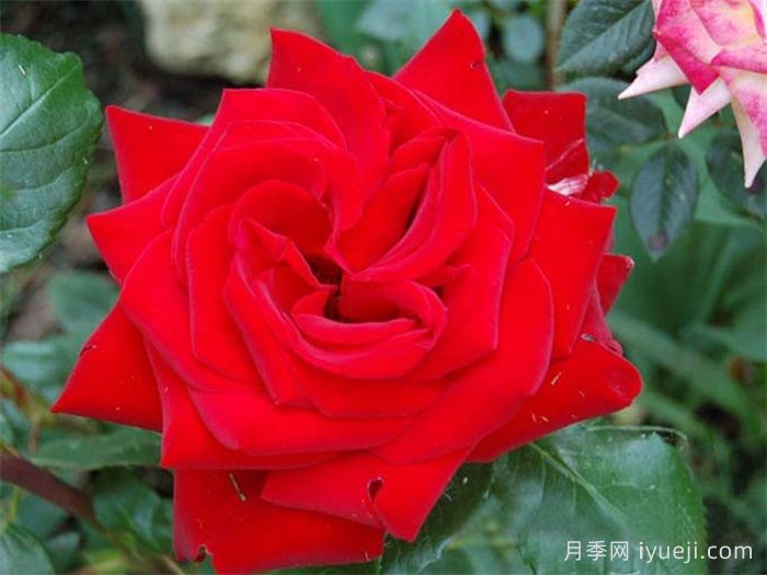 世纪日落月季Century Sunset(图1)