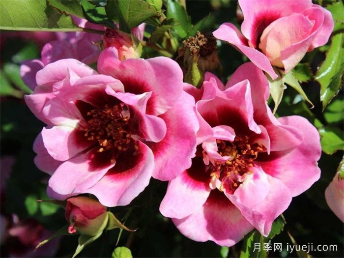 时尚巴比伦眼睛月季Trendy Babylon Eyes(图2)