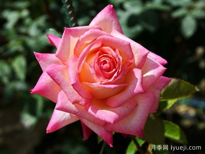 十全十美月季/科德斯完美Kordes Perfecta(图1)