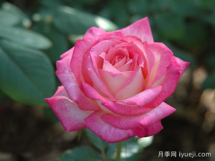 十全十美月季/科德斯完美Kordes Perfecta(图2)