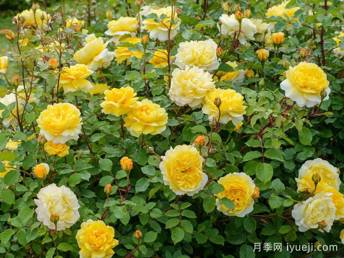 诗人的妻子月季The Poets Wife(图4)