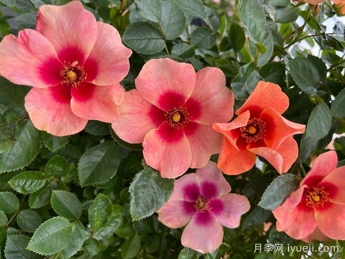 抬头仰望月季/向上看Looking Up(图1)