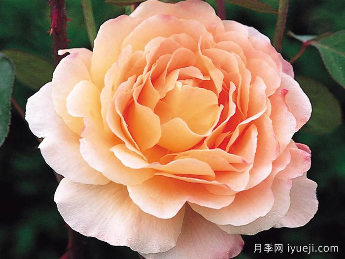 塔莫拉月季/变幻莫测月季Tamora(图1)