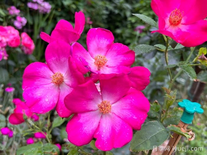 塔尔博特之家月季/塔伯特之家Talbot House(图2)