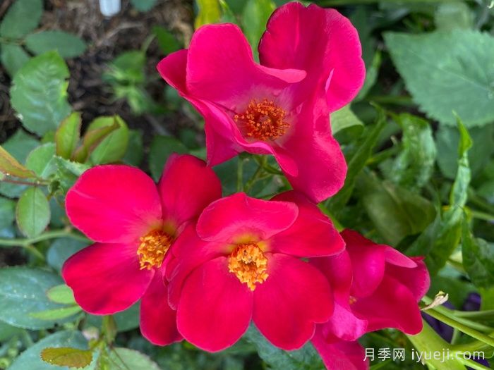 塔尔博特之家月季/塔伯特之家Talbot House(图1)