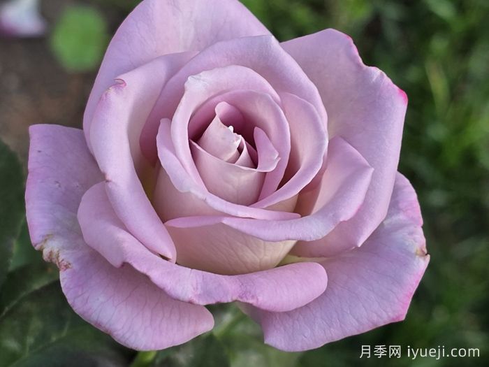 索罗德月季/西尔维拉多Silverado(图1)