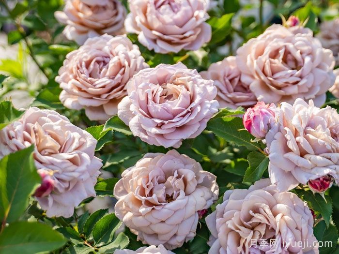 锁清秋月季(图2)