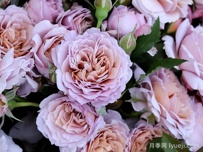 锁清秋月季(图3)