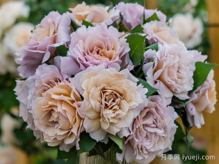 锁清秋月季(图4)