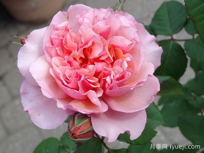 索尼亚里基尔月季Sonia Rykiel(图2)