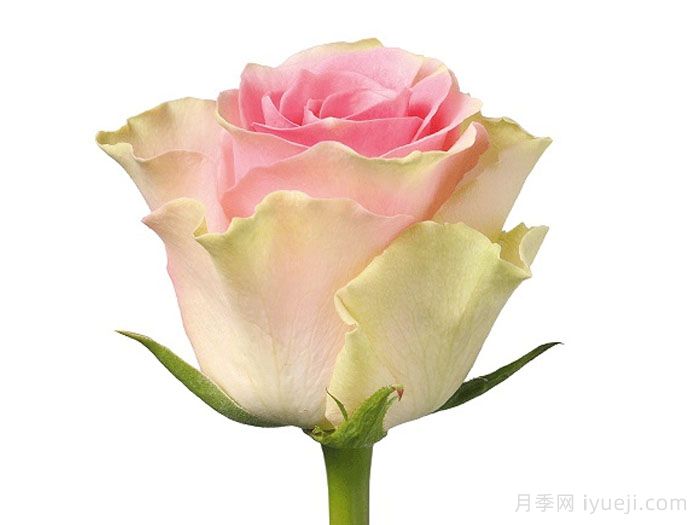 速腾月季/炫速Top Gear(图2)