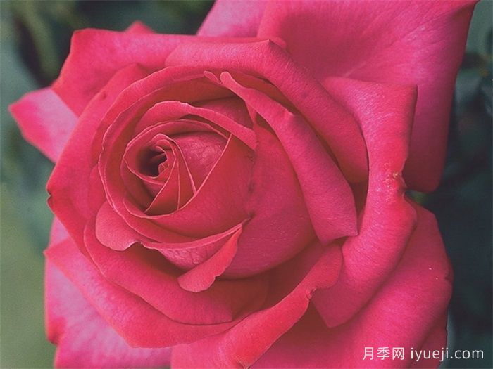 诉说月季/丰腴美人/花园女王/旺达菲拉格慕Parole(图1)