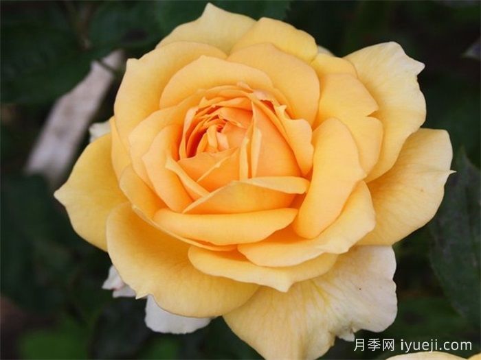 索菲亚文艺复兴月季/索菲亚重生Sophia Renaissance(图1)