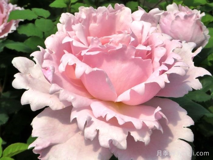 索菲罗莎月季/苏菲罗莎(图1)