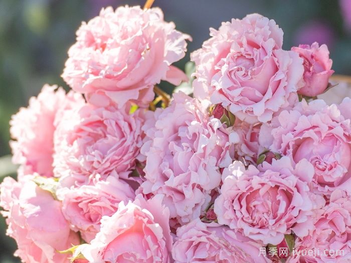 索菲罗莎月季/苏菲罗莎(图3)