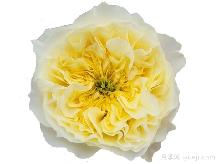 索尔斯伯里山月季Solsbury Hill(图2)