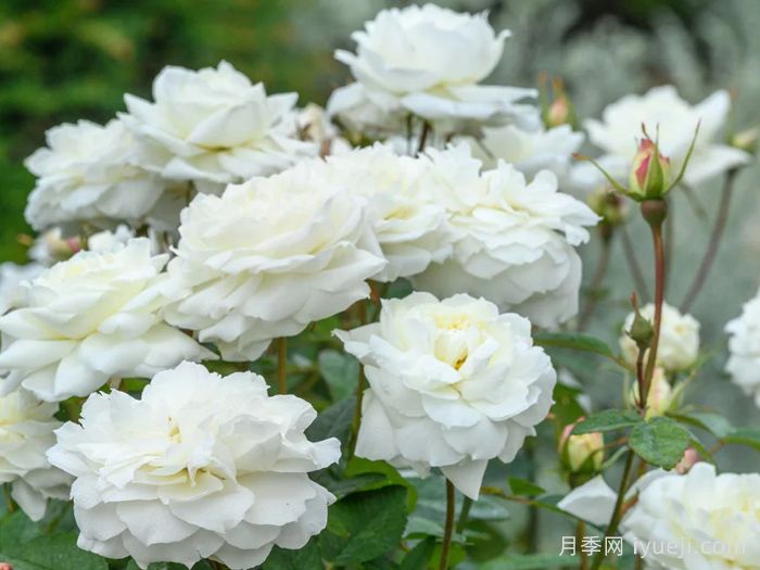 苏珊威廉姆斯埃利斯月季Susan Williams-Ellis(图2)