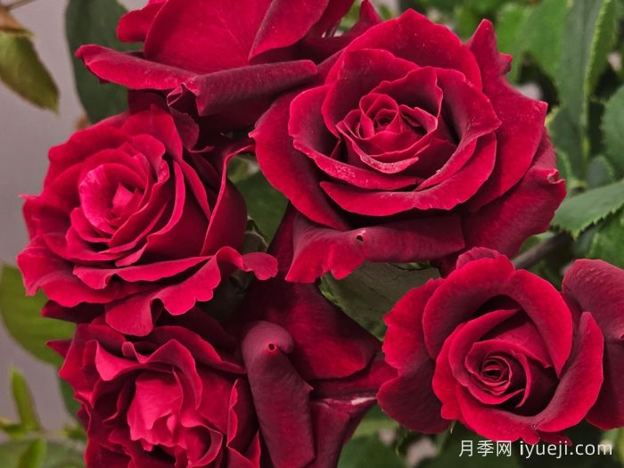 四时锦月季(图1)