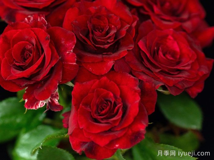 四时锦月季(图2)