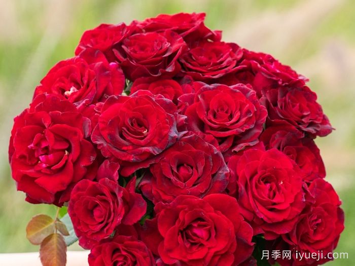 四时锦月季(图3)