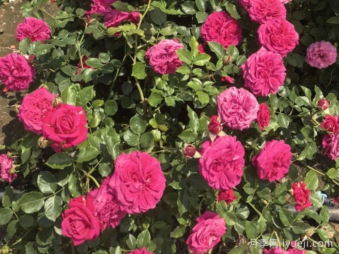 四季如春月季(图1)