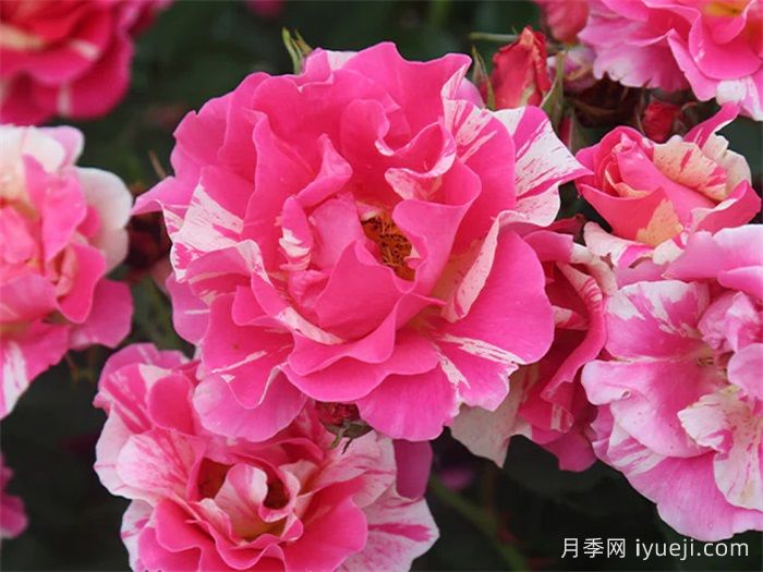 糖果乐园月季/糖果世界Candy Land(图1)