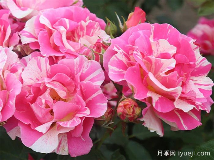 糖果乐园月季/糖果世界Candy Land(图2)