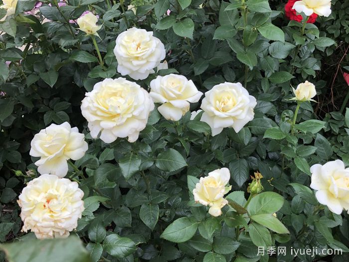 糖月亮月季/糖果月亮Sugar Moon(图3)