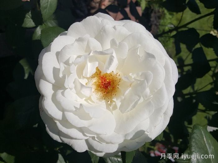 糖月亮月季/糖果月亮Sugar Moon(图1)