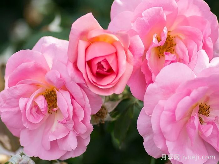 桃色绝代佳人月季/桃红绝代佳人Peachy Knock Out(图2)