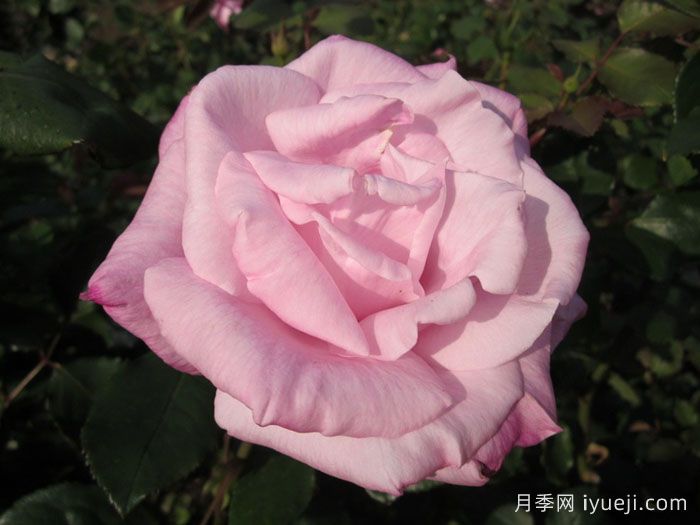 桃香月季/香桃月季Momoka(图2)