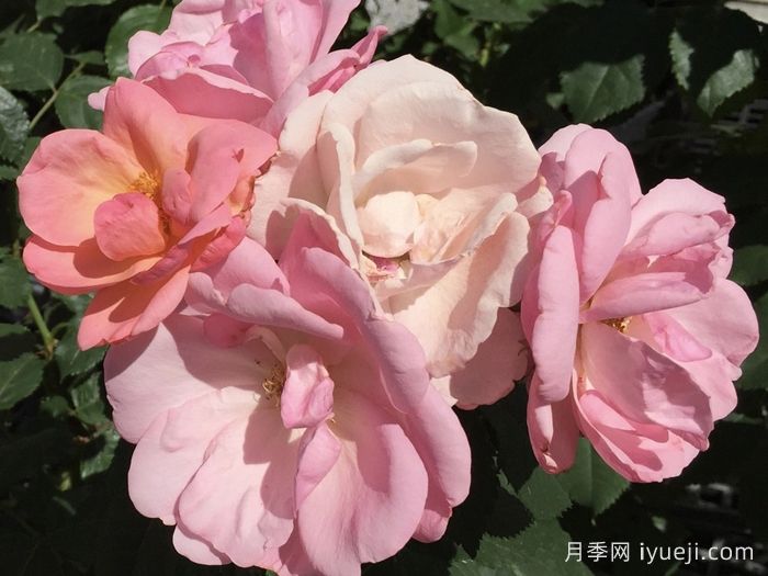 桃色绝代佳人月季/桃红绝代佳人Peachy Knock Out(图3)