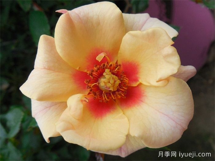 桃色甜蜜斑点月季Sweet Spot Peach(图2)