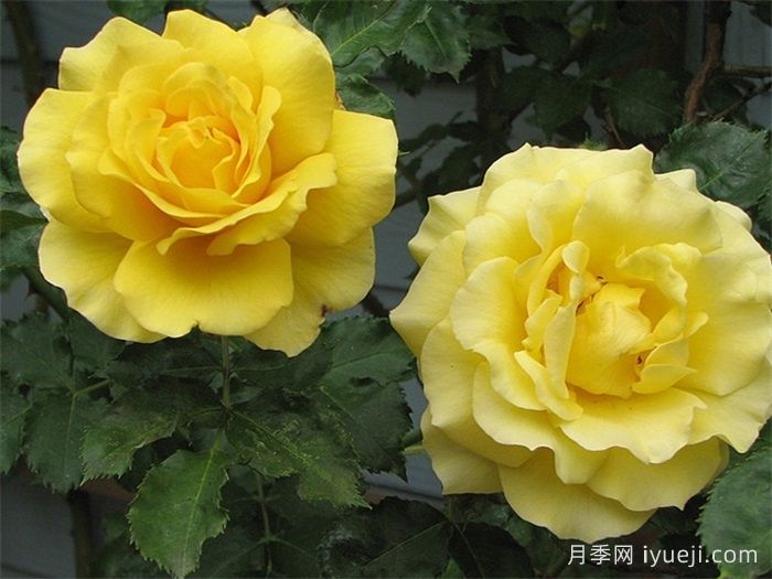 藤本金兔子月季Cl Gold Badge(图3)