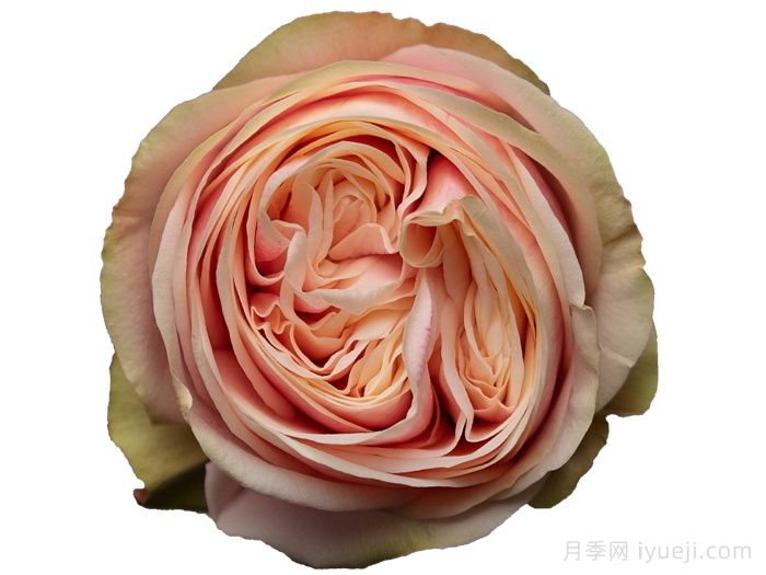 天鹅格蕾丝月季/优雅天鹅(图1)