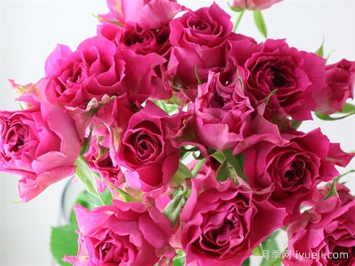 天使罗拉月季/天使萝拉Angel Lora(图1)