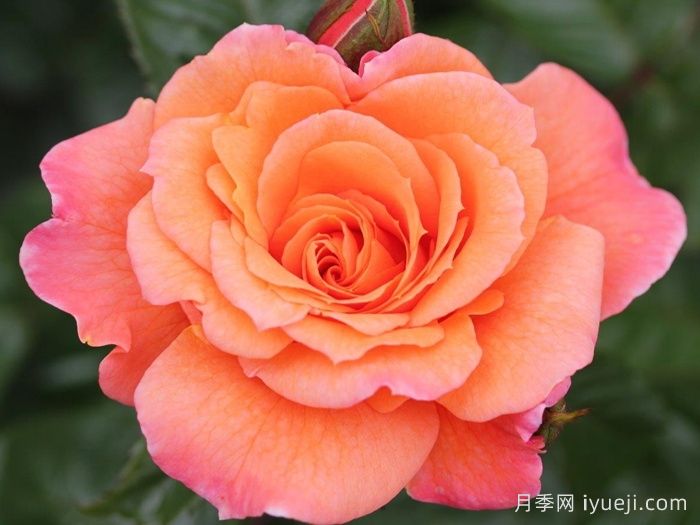 天堂的味道月季/天堂香气月季Scent From Heaven(图1)