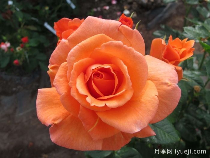 天堂的味道月季/天堂香气月季Scent From Heaven(图2)