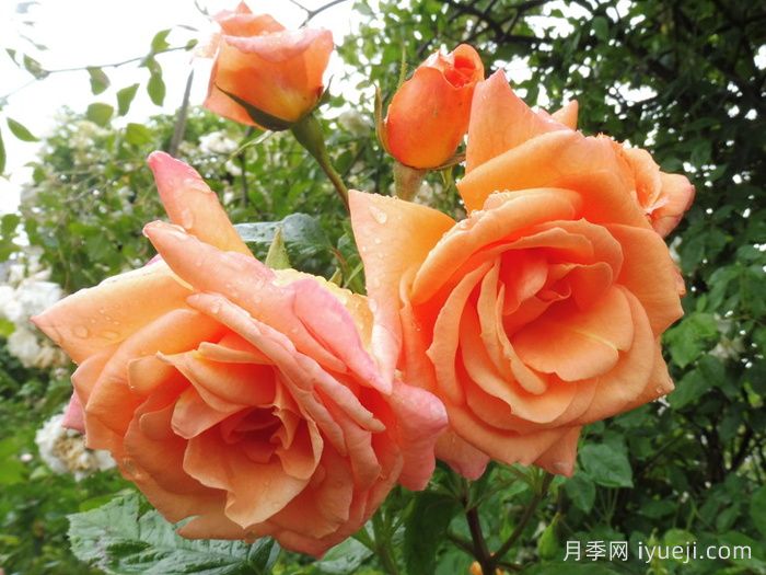 天堂的味道月季/天堂香气月季Scent From Heaven(图3)